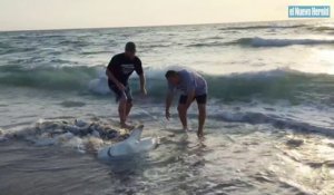 2 hommes tentent de sauver un requin échoué sur la plage