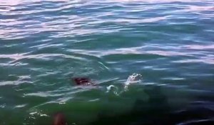 Un phoque a été à deux doigts de perdre la vie après l'attaque d'un grand requin blanc !