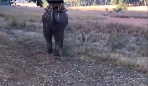 Les images incroyables d'un tigre qui fait face à un éléphant