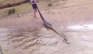 Cet anaconda a mangé un hérisson et n'a pas survécu
