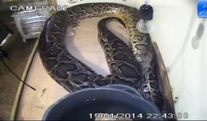 Ce python géant est en train de muer : impressionnant