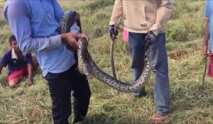 Des fermiers indonésiens trouvent un énorme serpent en labourant un champs