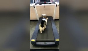 Ce chien sait comment faire pour ne pas se fatiguer à la salle de sport