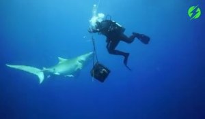 Un plongeur se fait harceler par un requin