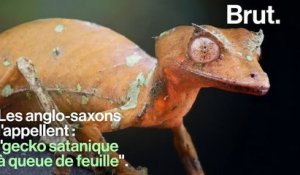 Le gecko satanique à queue de feuille : un lézard insolite maître du camouflage