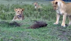 Une mangouste téméraire tient tête à un groupe de lions
