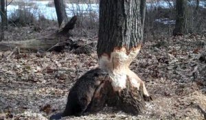 Un castor sur le point de venir à bout d'un gros tronc d'arbre
