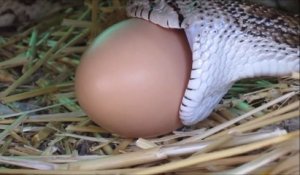 Un serpent vient avaler des oeufs dans un poulailler... Gourmand