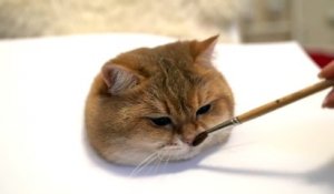 Un Chat Terroriste Humour Sur Orange Videos