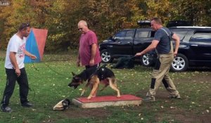 Le dressage de ce chien est impressionnant !