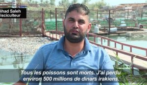 En Irak, un mystérieux mal décime les carpes de l'Euphrate