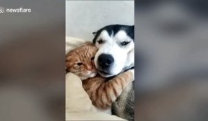 Un chat et un husky se font un câlin