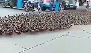 Il promène des milliers de canards dans la rue comme un troupeau !