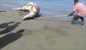 Des indonésiens capturent un énorme crocodile de mer sur la plage