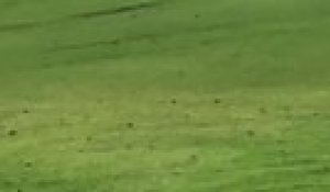 Un golfeur se fait pourchasser par des oiseaux