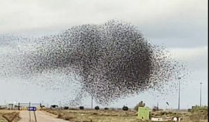 Les étourneaux virevoltent dans les airs...