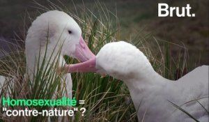 Interview avec Fleur Daugey sur l'homosexualité chez les animaux