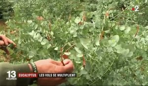 Var et Alpes-Maritimes : le vol d'eucalyptus, un fléau pour les producteurs