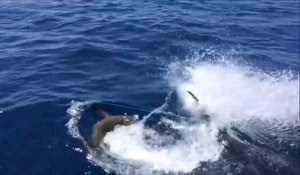 Un grand requin blanc chasse une pauvre otarie sous les yeux des touristes