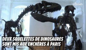 Deux squelettes de dinosaures sont mis aux enchères à Paris