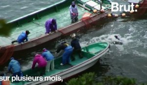 Les activistes réclament l'arrêt de la chasse aux dauphins