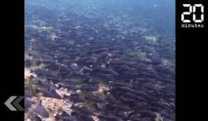 Ces poissons sont un vrai danger - Le Rewind du Jeudi 15 Novembre 2018