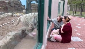 Sans la vitre ce tigre blanc aurait dévorer ces touristes