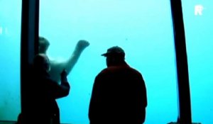 Un ours blanc brise la vitre d'un aquarium au zoo sous les yeux de 2 touristes... Terrifiant