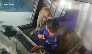 Quand un singe vient voler de l'argent à un péage