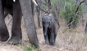 Un éléphanteau trop curieux rappelé à l'ordre par maman