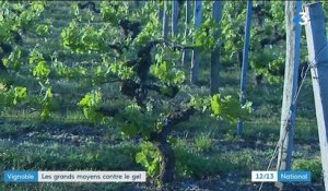 Gironde : les vignerons combattent le gel pour sauver les récoltes