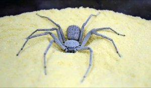 La technique de camouflage de cette araignée des sables est impressionnante