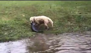 Ce chien attrape un énorme poisson chat... Bon pecheur