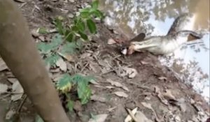 Un crocodile s'en prend à une anguille électrique et va le regretter