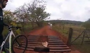Face à face de ces cyclistes avec une vache