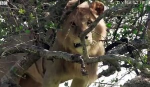 Un lion est bloqué dans un arbre