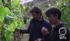 Chine : des vignes plantées au pied de l'Himalaya