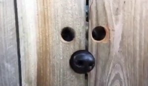 Regardez qui matte par le trou de la cloture en bois... c'est le chien