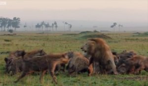 Un lion se fait sauvagement attaquer par une meute de hyènes