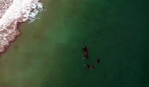 Nageuse au milieu des orques (Nouvelle-Zélande)