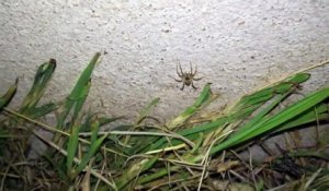 Il trouve des centaines d'araignées dans son jardin la nuit !!