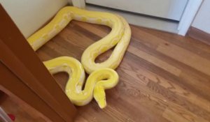 Son python géant veut le mordre