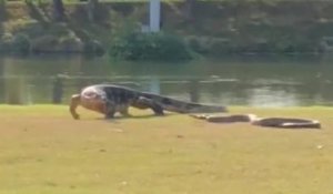 Un lézard géant se bat contre un énorme python en plein milieu d'un parc