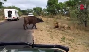 Une meute de lions vient dévorer un buffle au milieu de la route sous les yeux des touristes
