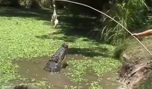 Regardez l'énorme crocodile que ce soigneur va faire sortir du bassin