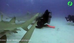 Ce plongeur peut endormir un requin sauvage