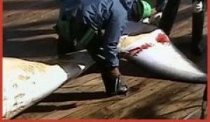 Chasse à la baleine: la décision du Japon suscite de vives réactions