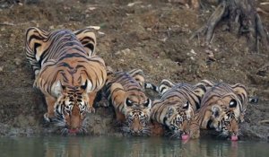 Inde : une maman tigre et ses trois petits boivent au bord d'un point d'eau