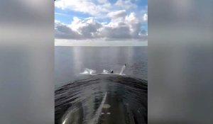 Des dauphins nagent devant un sous-marin !