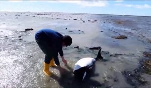 Ils sauvent un bébé orque échoué sur la plage